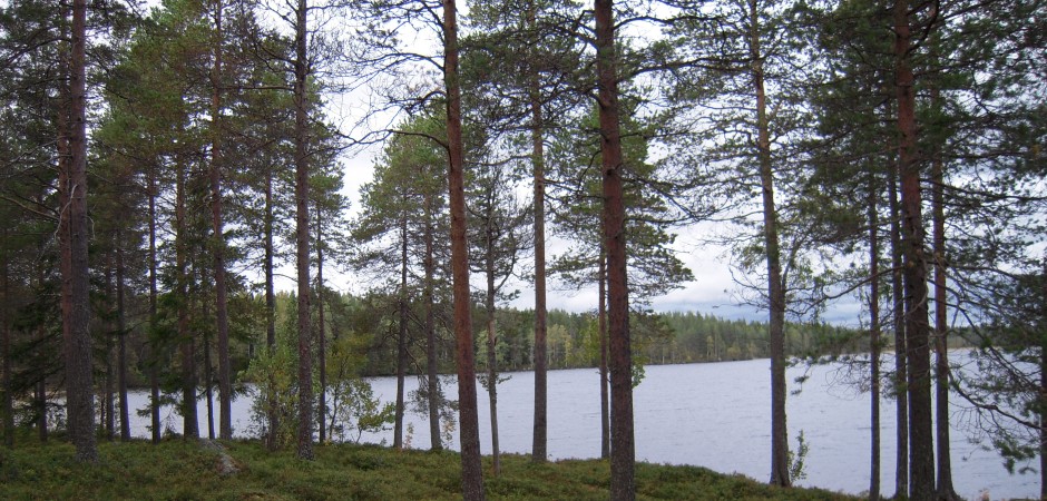 Skog med sjö.