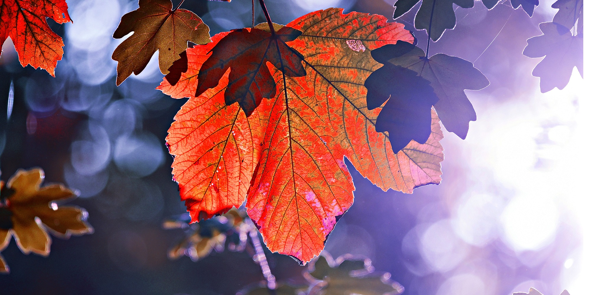 ett rött löv i motljus med mycket blått i luften runtomkring