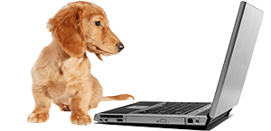 Hund som tittar på en bärbar dator