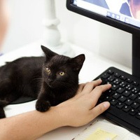 Svart katt lägger tass på hand som håller på ett datortangentbord.