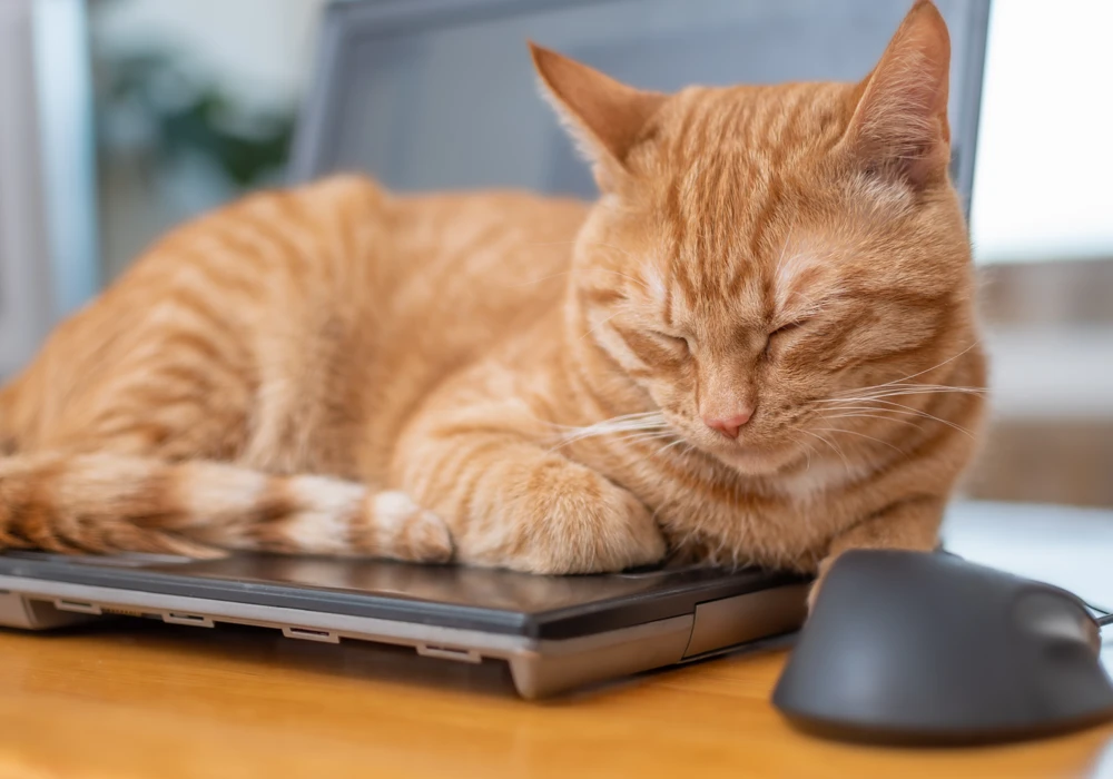 En katt sover ovanpå en stängd dator, vilket symboliserar gränsdragning mellan jobb och fritid.