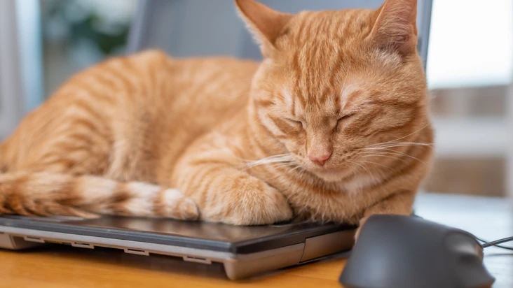 en katt ligger och njuter med slutna &ouml;gon ovanp&aring; en st&auml;ngd dator.